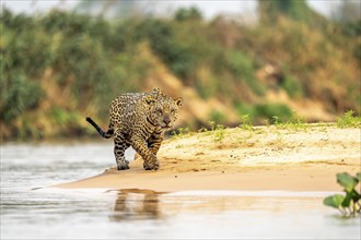 Jaguar (Panthera onca), walking on sand on the riverbank, North Pantanal, Barão de Melgaço,