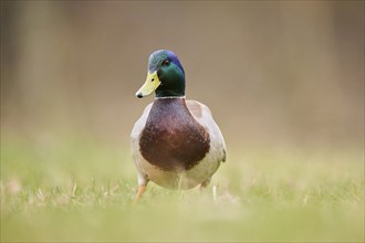 Wild duck (Anas platyrhynchos) male walking on a meadow, Bavaria, Germany, Europe