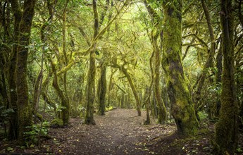 Hiking trail in the laurel forest. Trees with moss and lichen. Garajonay National Park, La Gomera,