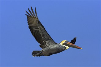 Brown pelican (Pelecanus occidentalis), Brown Pelican, aerial view, Little Estero Lagoon, Ft. Myers