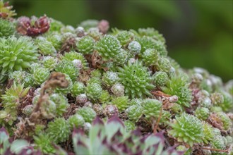 Spiderweb houseleek (Sempervivum arachnoideum