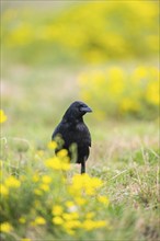 Common raven (Corvus corax) on a flowering meadow in autumn, Pyrenees, Catalonia, Spain, Europe