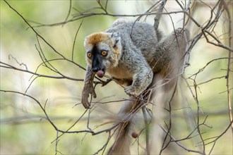 Red-fronted lemur (Eulemur rufifrons), sitting in a tree, Bemanonga, Menabe, Madagascar, Africa