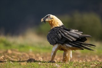 Bearded Vulture (Gypaetus barbatus) adult bird, Pyrenees, Lleida, Spain, Europe