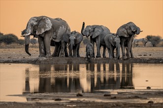 African elephant (Loxodonta africana), group with young, drinking at waterhole, reflection, at