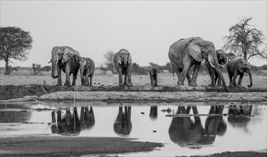 African elephant (Loxodonta africana), group drinking at waterhole, reflection, black and white