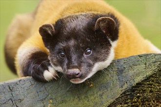 Yellow-throated marten (Martes flavigula) on an old tree trunk, Germany, Europe