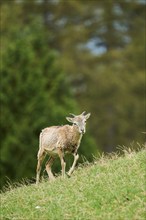 A young Mouflon (Ovis gmelini) standing on a hillside with green vegetation in the background,