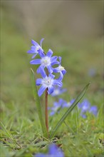 Lucile's glory-of-the-snow (Chionodoxa luciliae), flowering on forest floor, inflorescence,