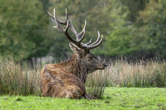 Red deer (Cervus elaphus) stag with big antlers resting in grassland at edge of forest during the