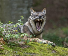 Wolf (Canis lupus) lying on a moss-covered rock and yawning, teeth visible captive, Bavarian Forest