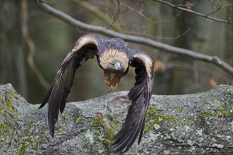 Golden eagle in flight (Aquila chrysaetos) Bavaria, Germany, Europe