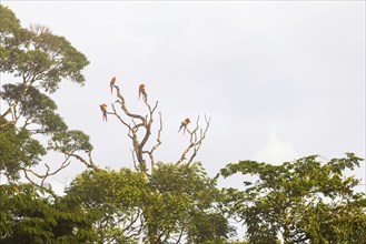 Group of scarlet macaws (Ara macao) perched on tree, parrots (Psittaciformes), Laguna del Lagarto