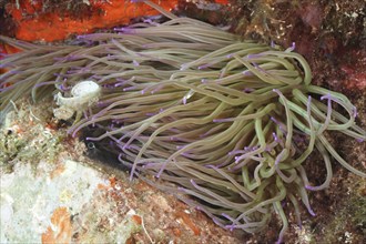 Underwater image of a wax rose (Anemonia sulcata) with purple tips on the reef, dive site Cap de