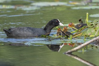 Eurasian burbot (Fulica atra) feeding its chicks. Bas Rhin, Alsace, France, Europe