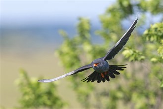 Red-footed Falcon, (Falco vespertinu), flight photo, falcon family, Tower Hide, Tiszaalpár,