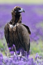 Young cinereous vulture (Aegypius monachus), portrait, Castilla y LeonSpain