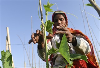 Farmer working in a cucumber agriculture farm, during country-wide strike by farmers, in Barpeta,