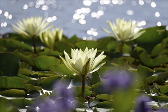 Picturesque water lily pond, June, Germany, Europe