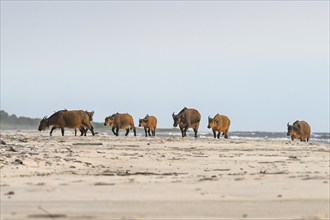 Red buffalo or forest buffalo (Syncerus nanus) on the beach, Petit Loango, Loango National Park,