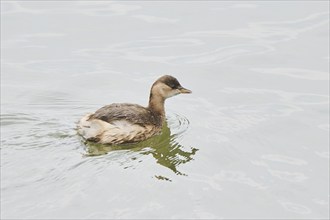 Little grebe (Tachybaptus ruficollis) swimming on a lake, Bavaria, Germany, Europe