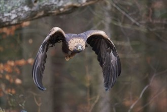 Golden eagle in flight (Aquila chrysaetos) Bavaria, Germany, Europe