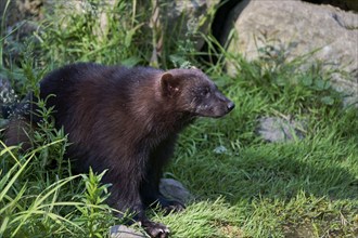 Wolverine (Gulo gulo) captive, Lower Saxony, Germany, Europe