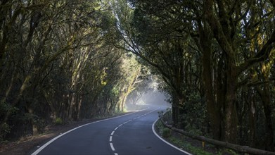 Sunbeams in the fog, road in the cloud forest, Garajonay National Park, La Gomera, Canary Islands,