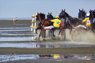 Horses with sulky, trotters, horse-drawn carriage, trotting race in the mudflats, Duhner Wattrennen