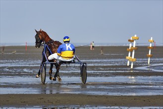 Horse with sulky, trotter, horse-drawn carriage, trotting race in the mudflats, Duhner Wattrennen