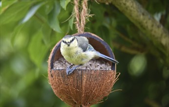 Young blue tit eating shelled sunflower seeds from a coconut, Schleswig-Holstein, Germany, Europe