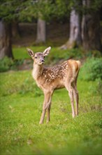 Young roe deer calf in the forest, Black Forest, Enzklösterle, Germany, Europe