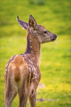 Young roe deer calf in the forest, Black Forest, Enzklösterle, Germany, Europe