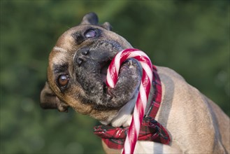 French Bulldog dog eating striped Christmas candy cane in front of blurry green background