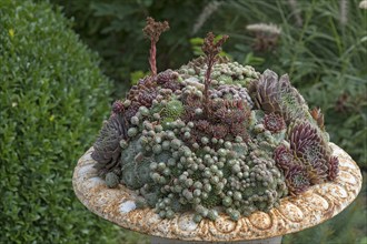 Various houseleek (Sempervivum) in a garden bowl, Bavaria, Germany, Europe