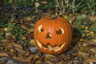 Carved pumpkin for Halloween Day, Bavaria, Germany, Europe