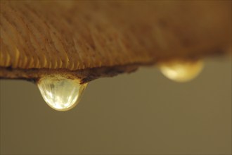 Guttation droplets on a golden furry mushroom (Pholiota aurivella), macro, detail, lamellae, water