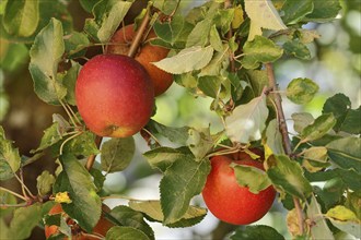 Ripe red apple hanging ready for harvest on tree, fruit tree, orchard, North Rhine-Westphalia,