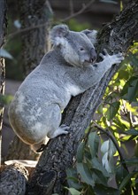 Koala (Phascolarctos cinereus), climbing on tree trunk, captive, Baden-Württemberg, Germany, Europe