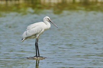 Eurasian spoonbill (Platalea leucorodia) standing on a rock in the water, Camargue, France, Europe