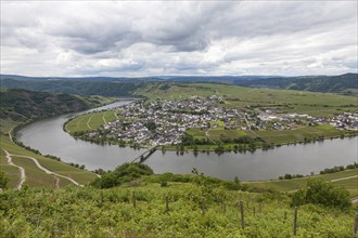 View of the Moselle bend near Piesport, Moselle, Bernkastel-Wittlich district,