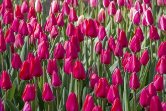 Bed with red tulips, Germany, Europe