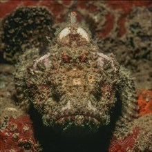 Tassled scorpionfish (Scorpaenopsis barbata) lies camouflaged in coral reef lurking for prey looks