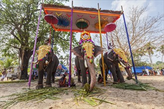 KOCHI, INDIA, FEBRUARY 24, 2013: Decorated elephants with brahmins (priests) in Hindu temple at