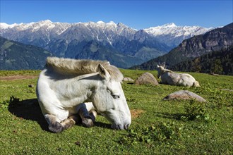 Horses grazing in Himalayas mountains. Himachal Pradesh, India, Asia