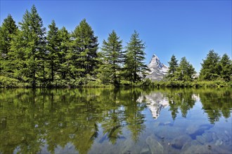 Larches (Larix) at Lake Grindji, snow-covered Matterhorn in the background, Valais Alps, Canton