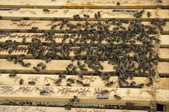 Honey bees (Apis) sitting on frames with honeycombs in a beehive, Baden-Württemberg, Germany,