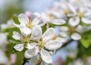 White blossoms of an apple tree (Malus domestica), close-up, Bavaria, Germany, Europe