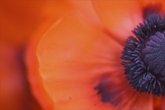 Oriental poppy (Papaver orientale), flower with stamens and pistil, double exposure,