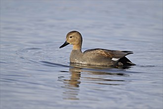 Adult gadwall (Mareca strepera), male swimming on Lake Zug, Switzerland, Europe